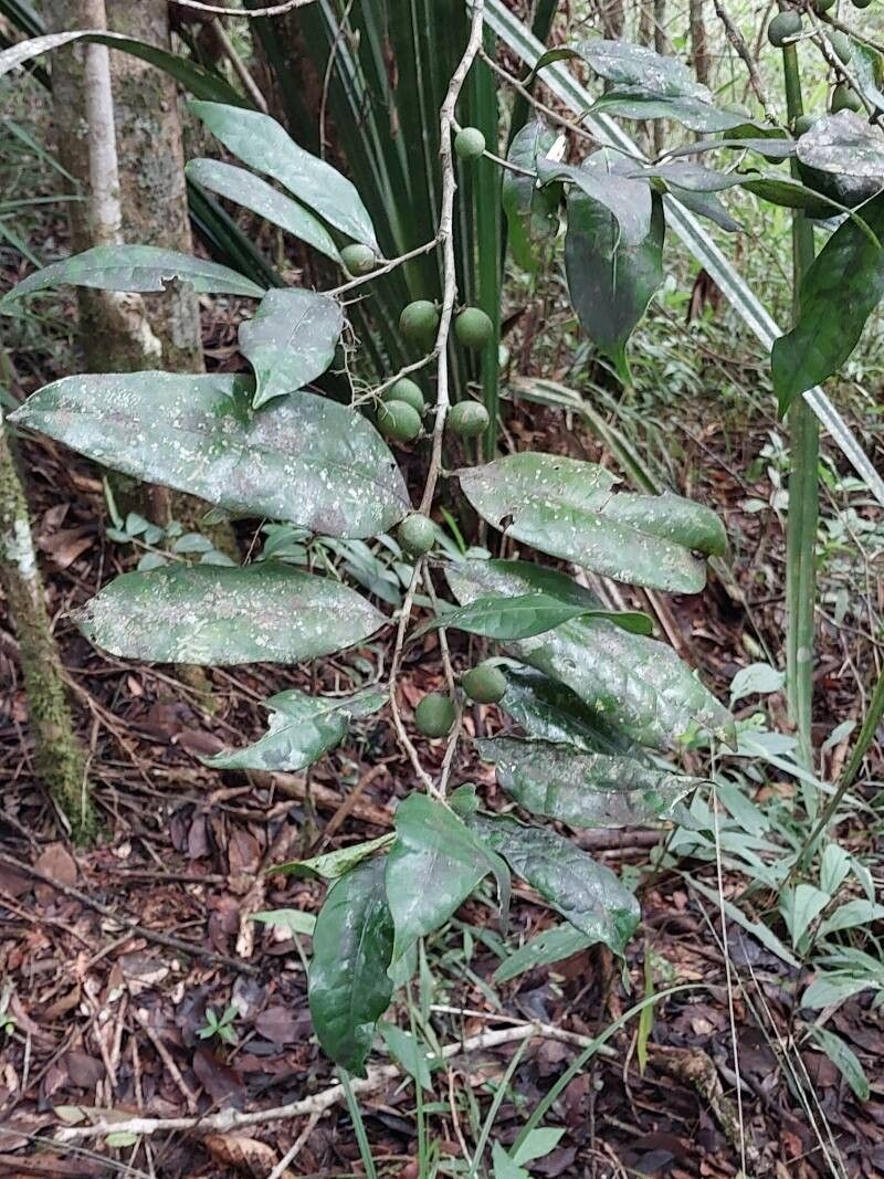 Drypetes madagascariensis habit