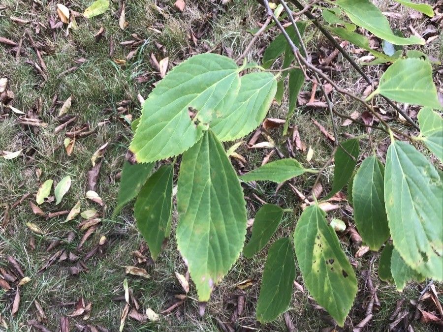 Celtis vandervoetiana — search result for 'Celtis'