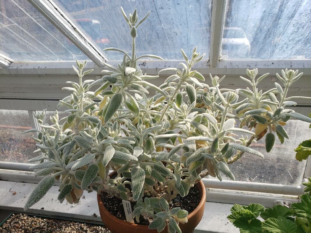 Sideritis oroteneriffae habit