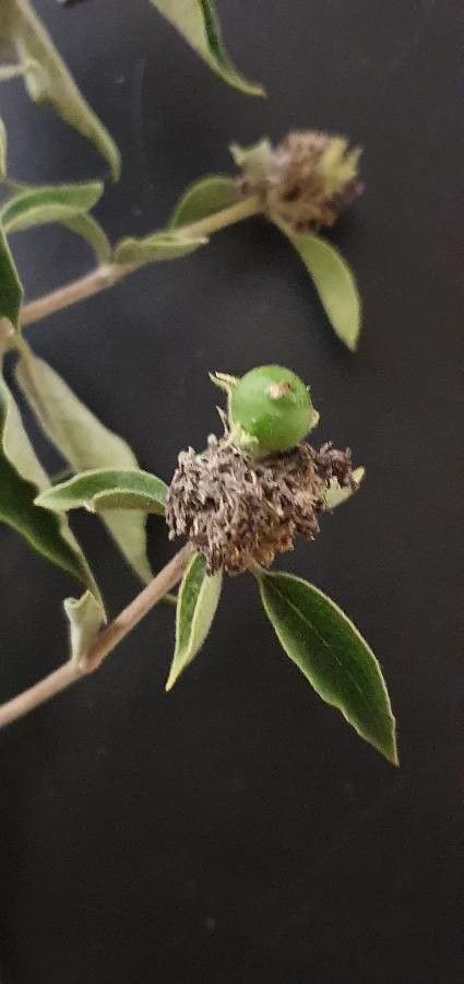 Volkameria eriophylla fruit