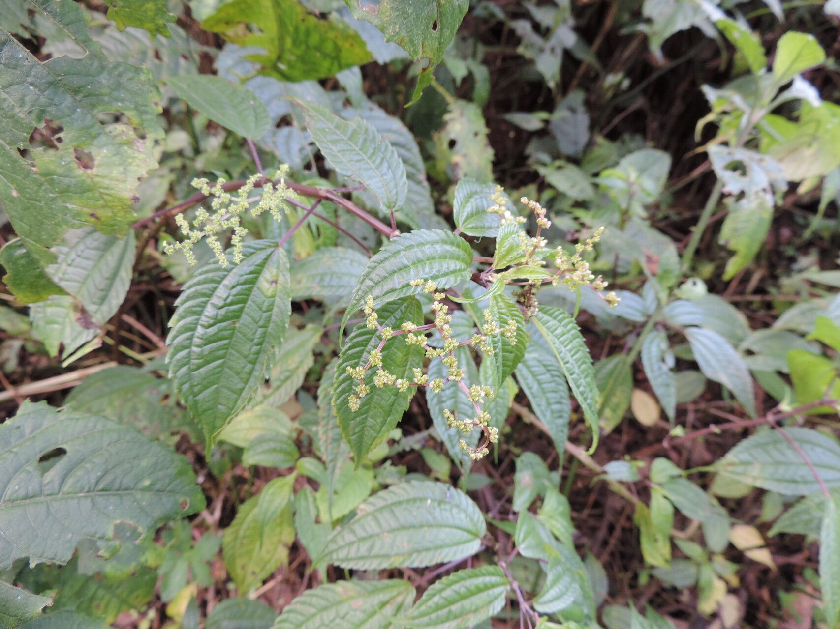 Pilea bambuseti — search result for 'Pilea'