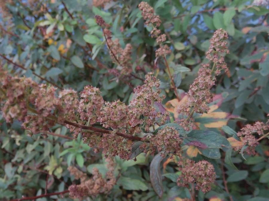 Spiraea salicifolia fruit