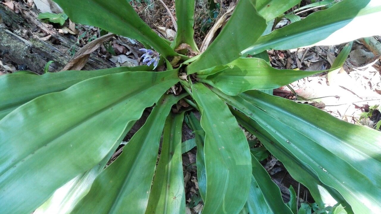 Cochliostema odoratissimum — search result for 'Viola'