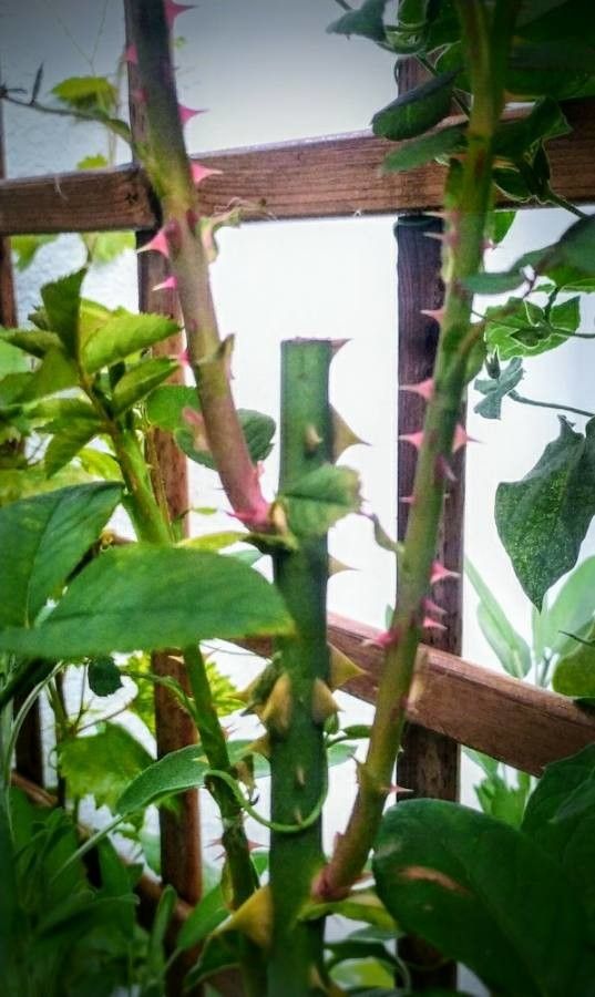 Rosa × borboniana bark