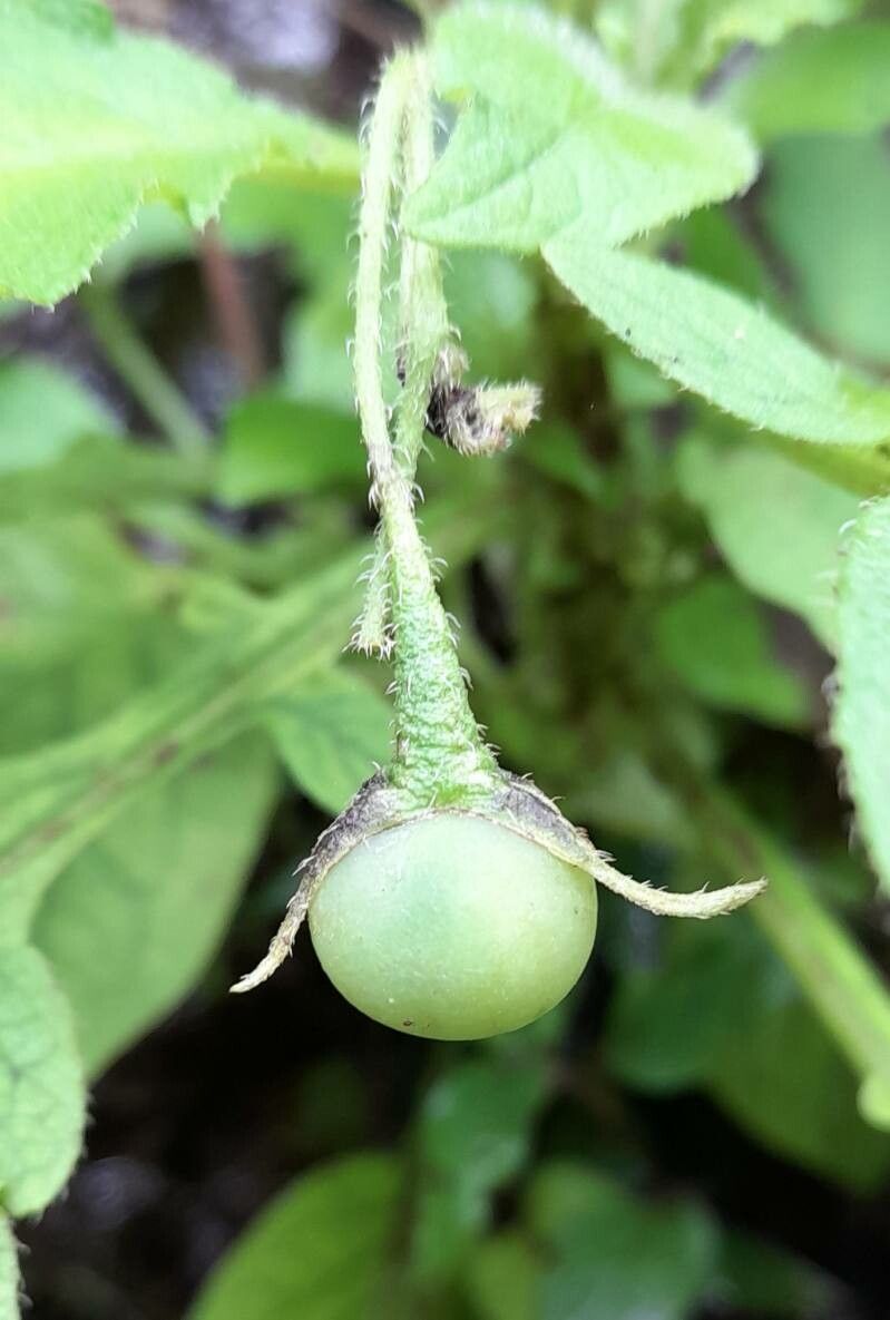 Solanum palitans fruit