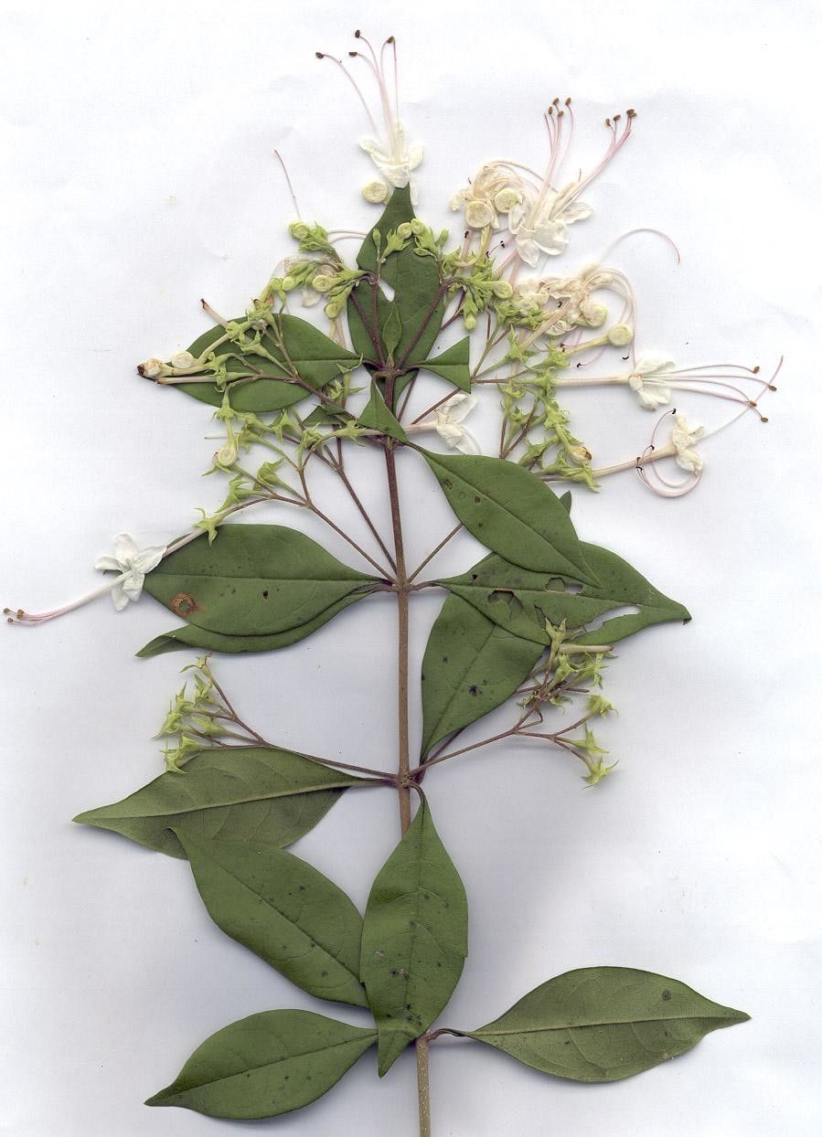 Volkameria ligustrina other