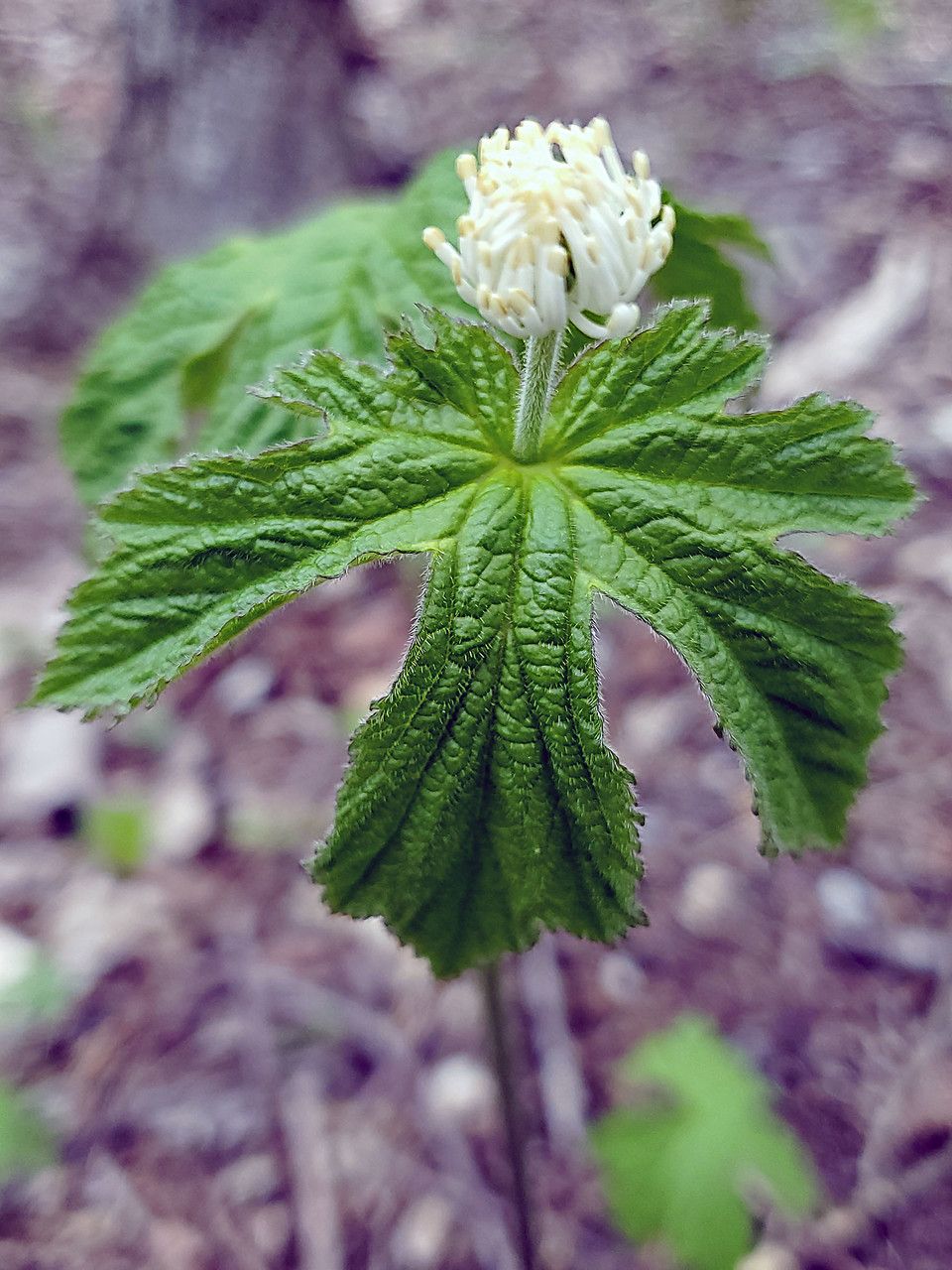 Hydrastis canadensis leaf