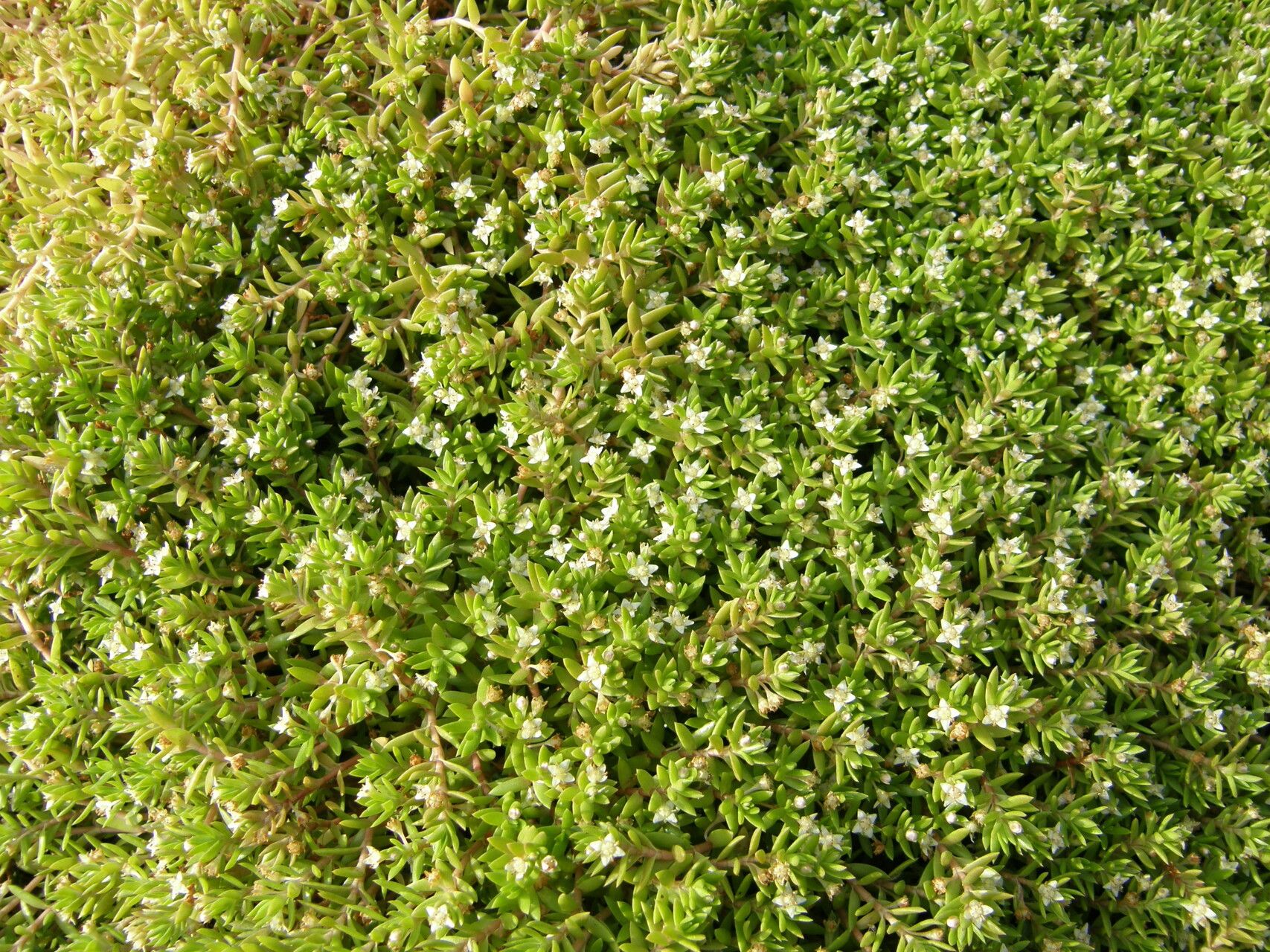 Crassula helmsii habit