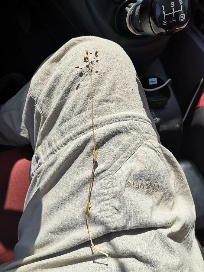 Holosteum umbellatum — search result for 'Caryophyllaceae'