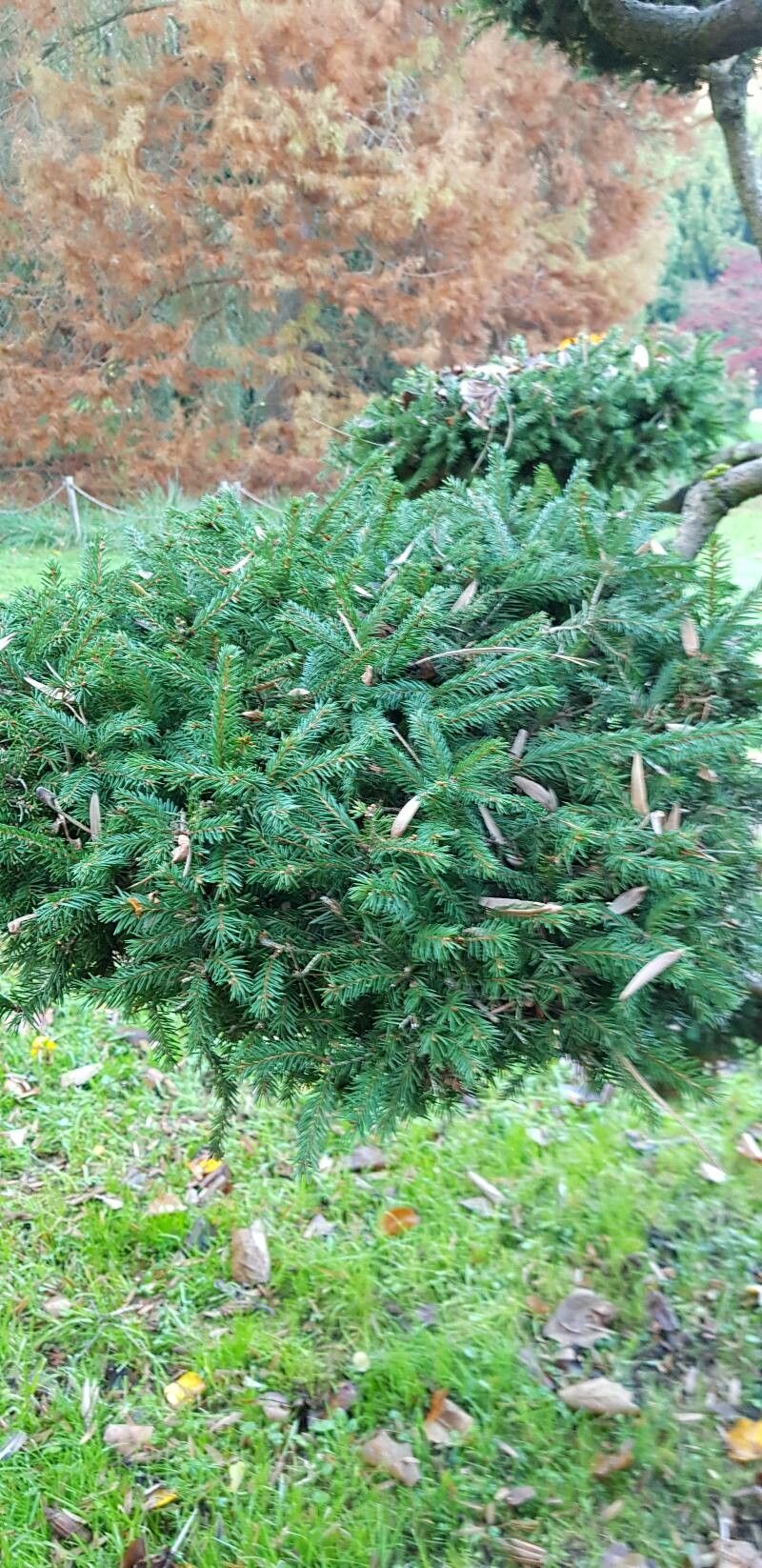 Picea × albertiana — search result for 'Picea'