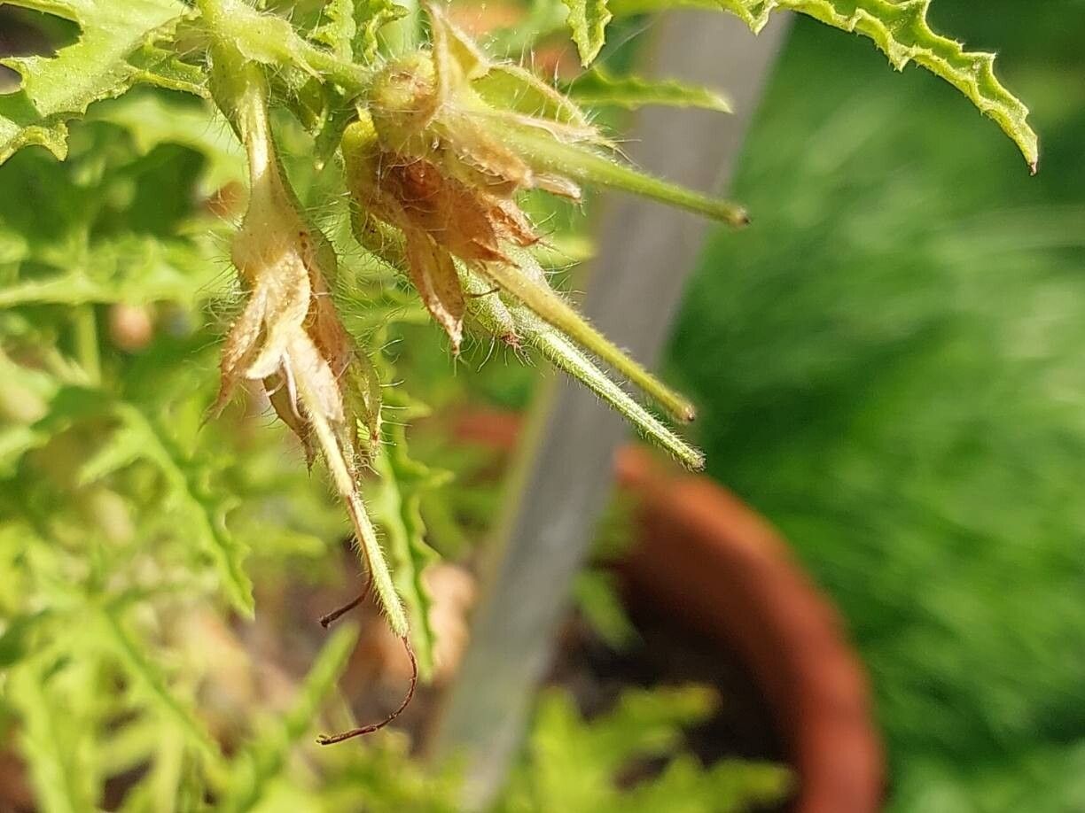 Pelargonium glutinosum fruit