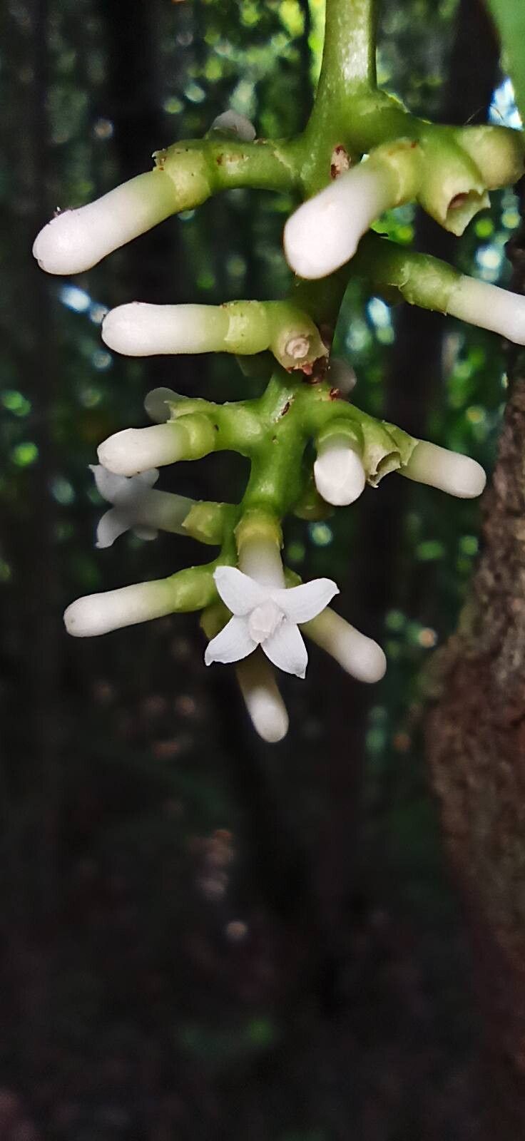 Gynochthodes glaucescens flower