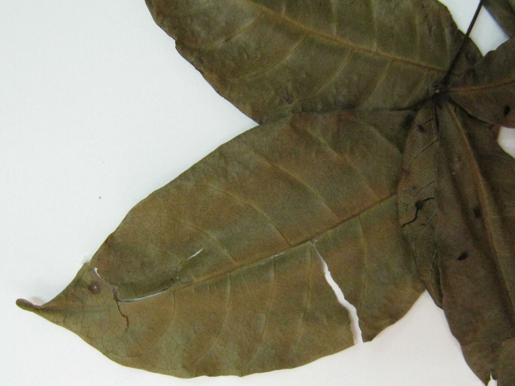 Caryocar microcarpum other