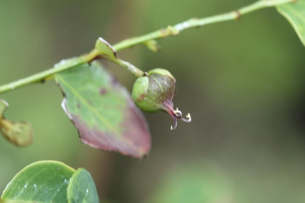 Phyllanthus natoensis fruit