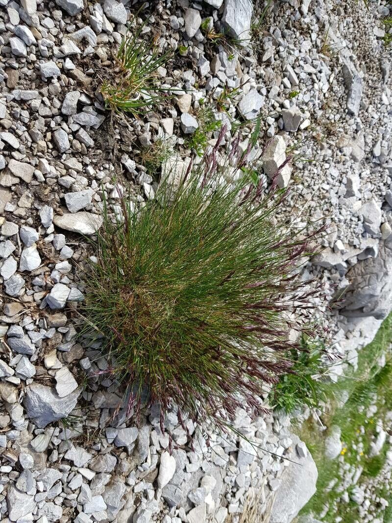 Festuca violacea — houseplant care guide