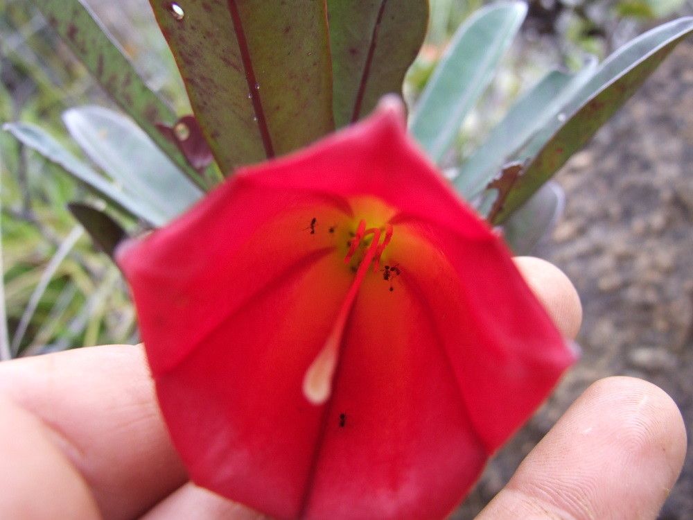 Thiollierea neriifolia flower