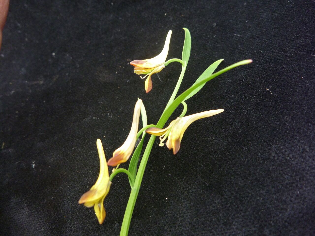 Corydalis pseudojuncea habit