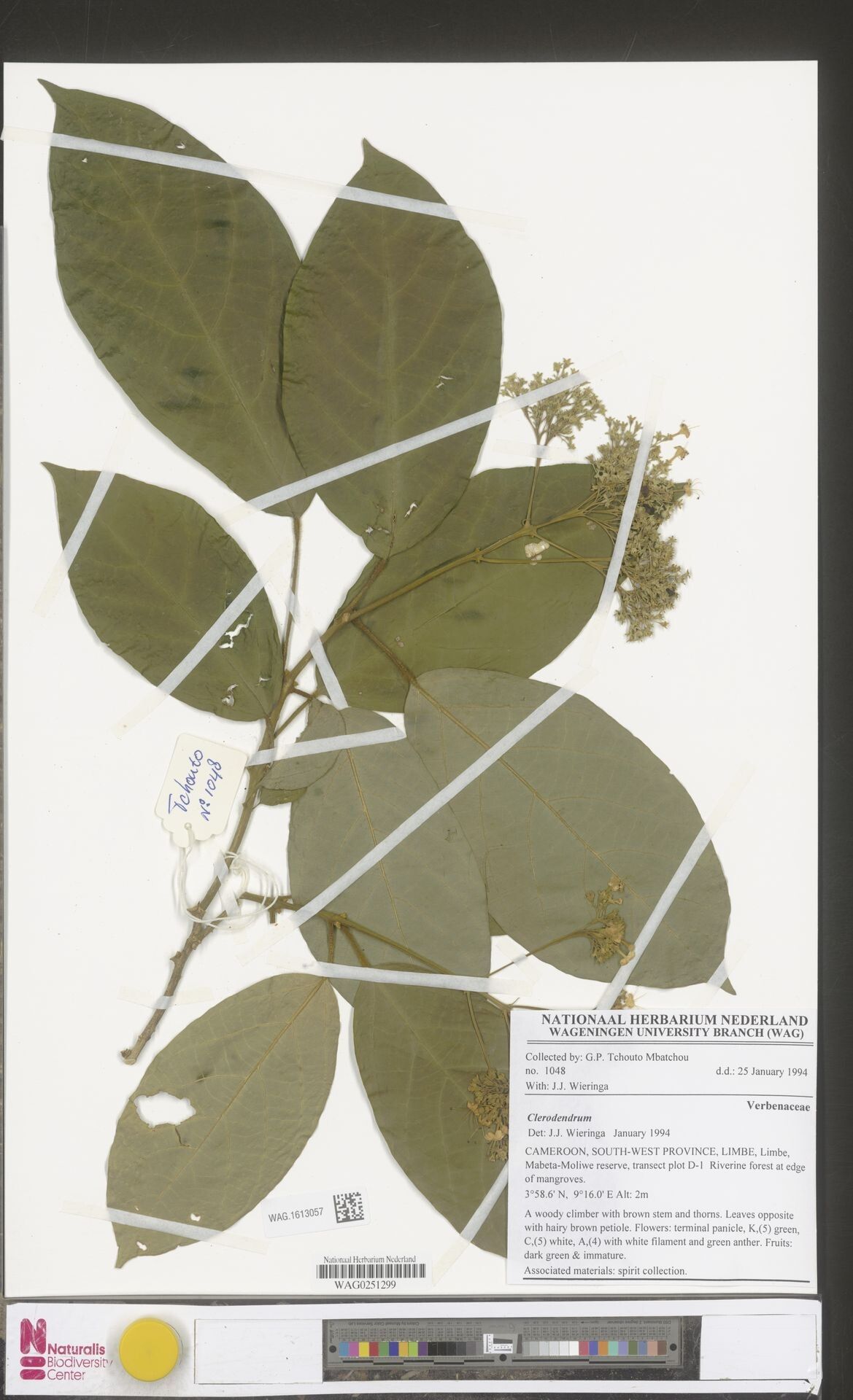 Clerodendrum dusenii — houseplant care guide