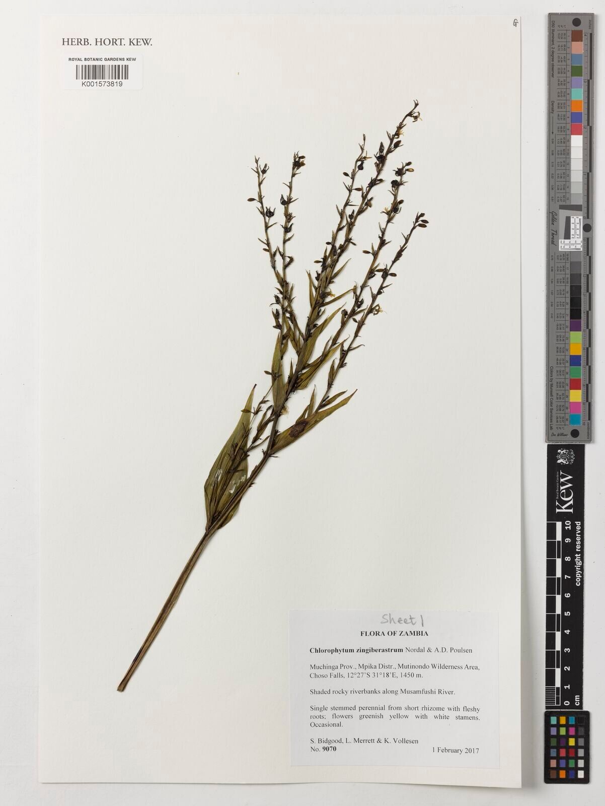 Chlorophytum zingiberastrum — search result for 'Chlorophytum'