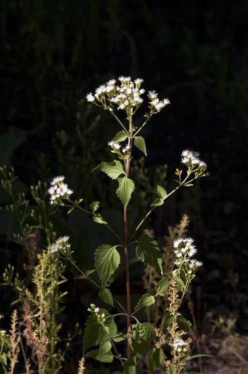 Ageratina rothrockii flower
