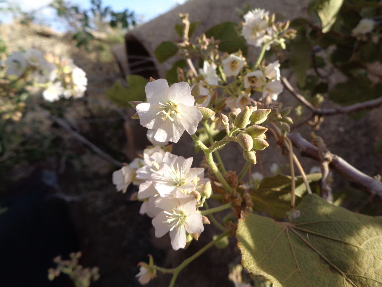 Dombeya rotundifolia other