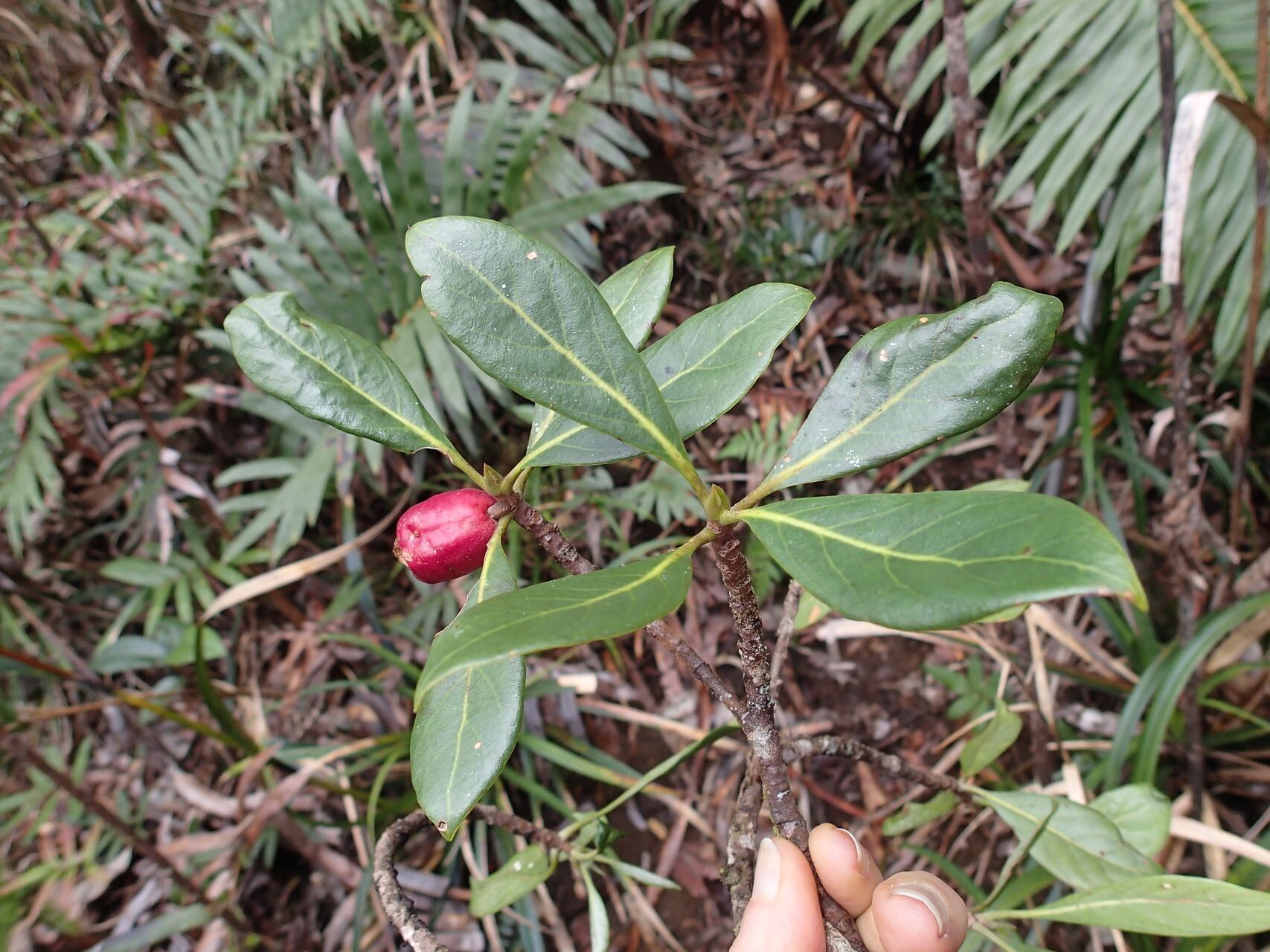 Guettarda heterosepala fruit