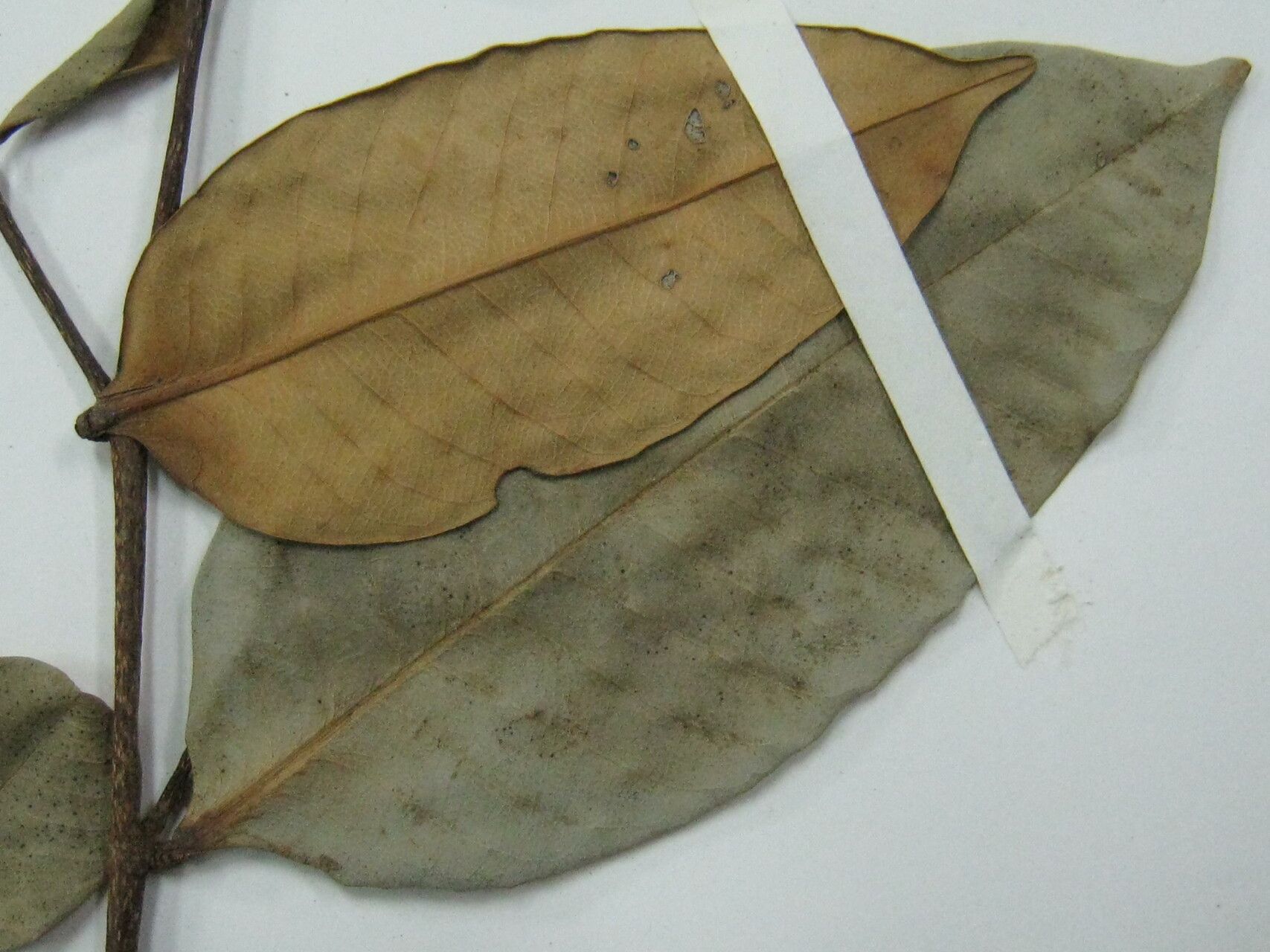 Caraipa parvifolia other