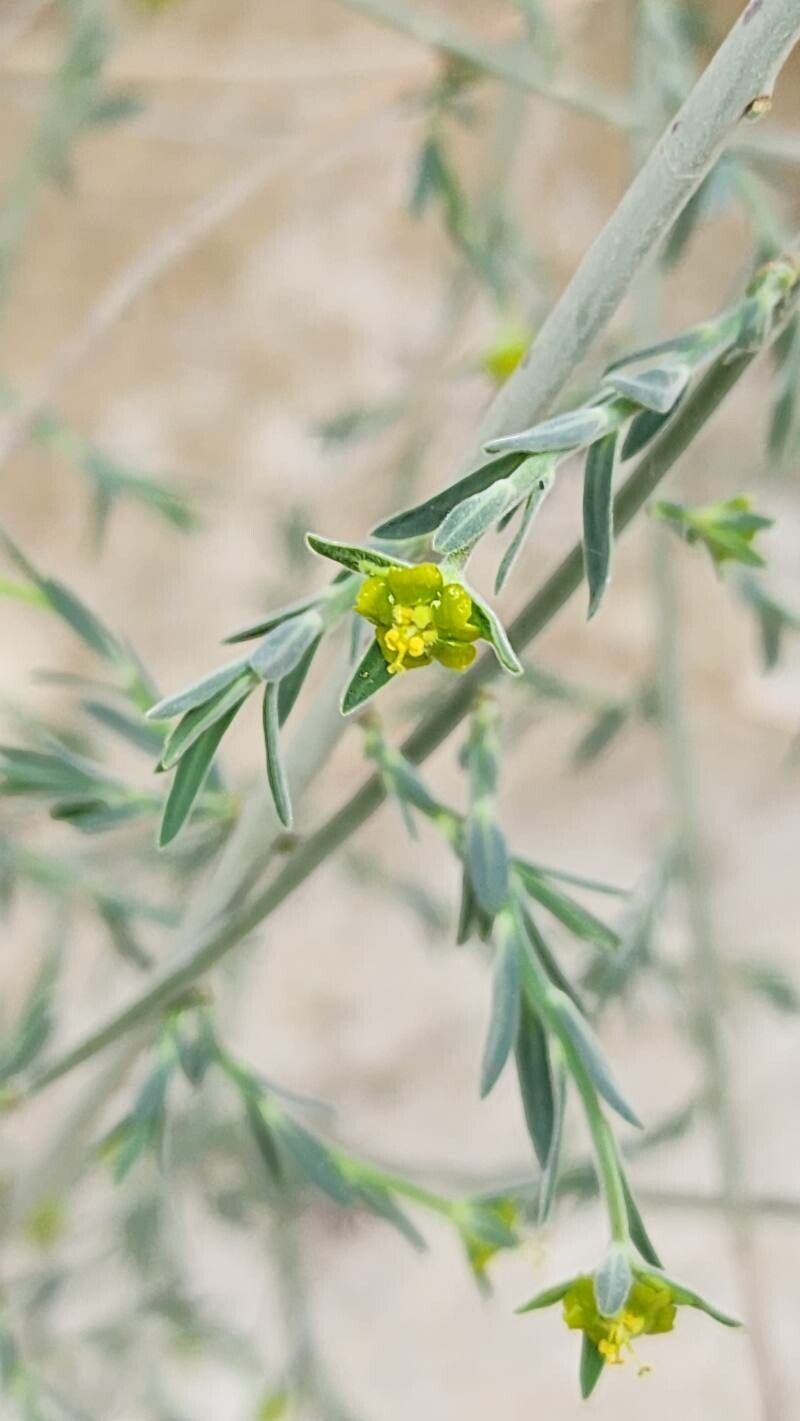 Euphorbia osyridea flower