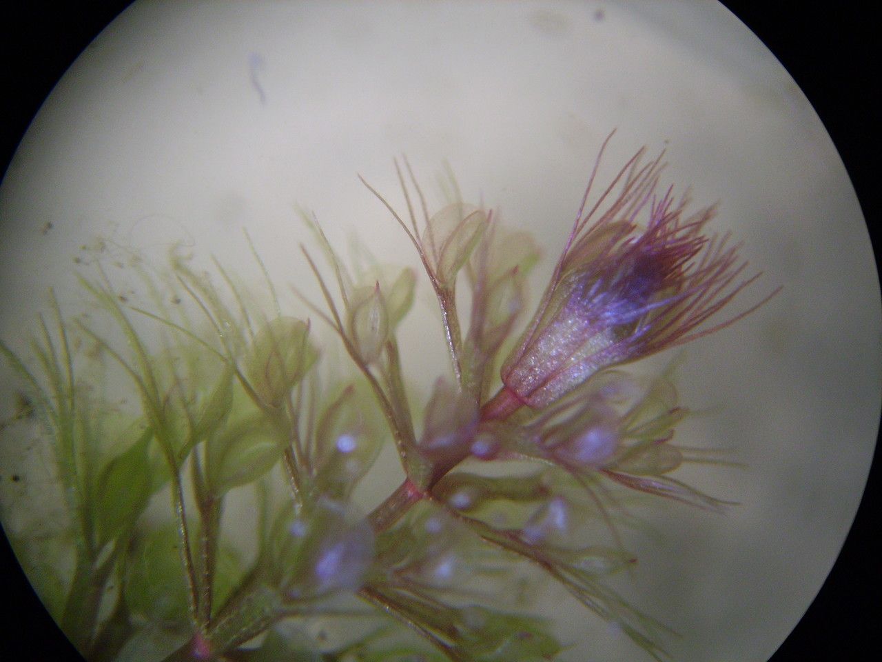 Aldrovanda vesiculosa leaf