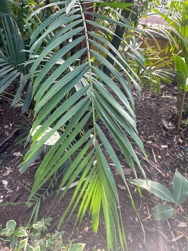 Ptychosperma lineare — houseplant care guide