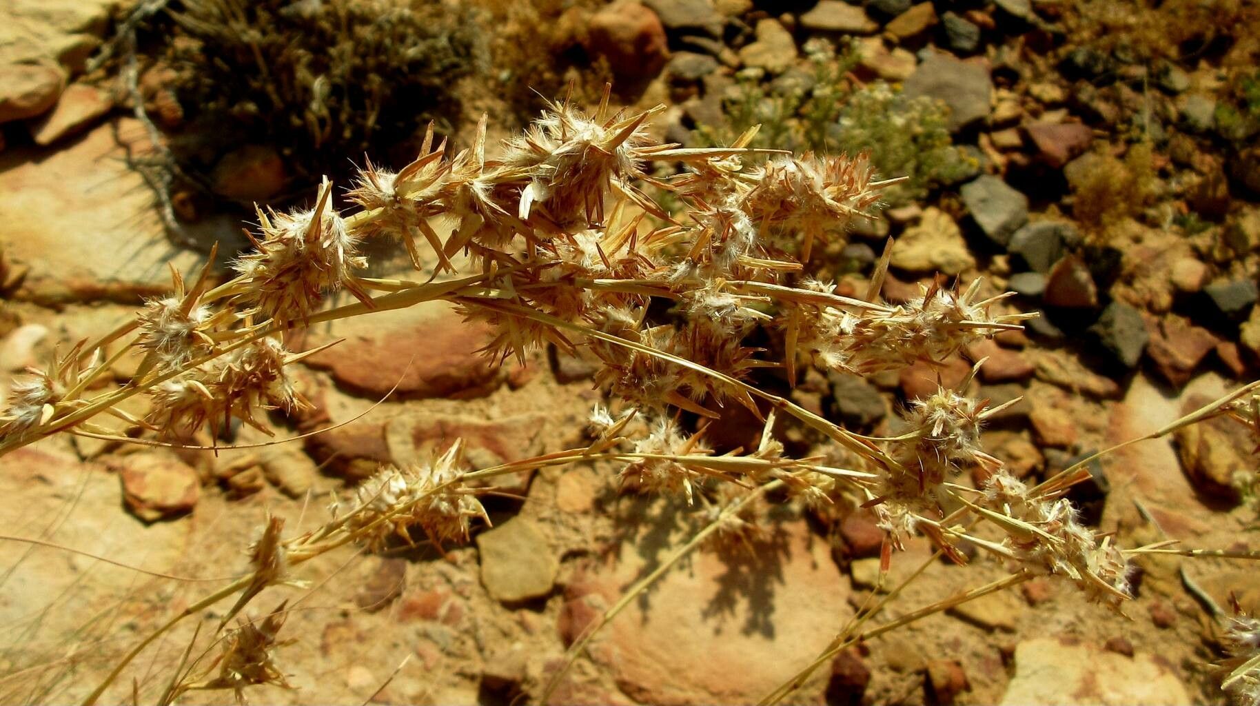 Cymbopogon schoenanthus fruit