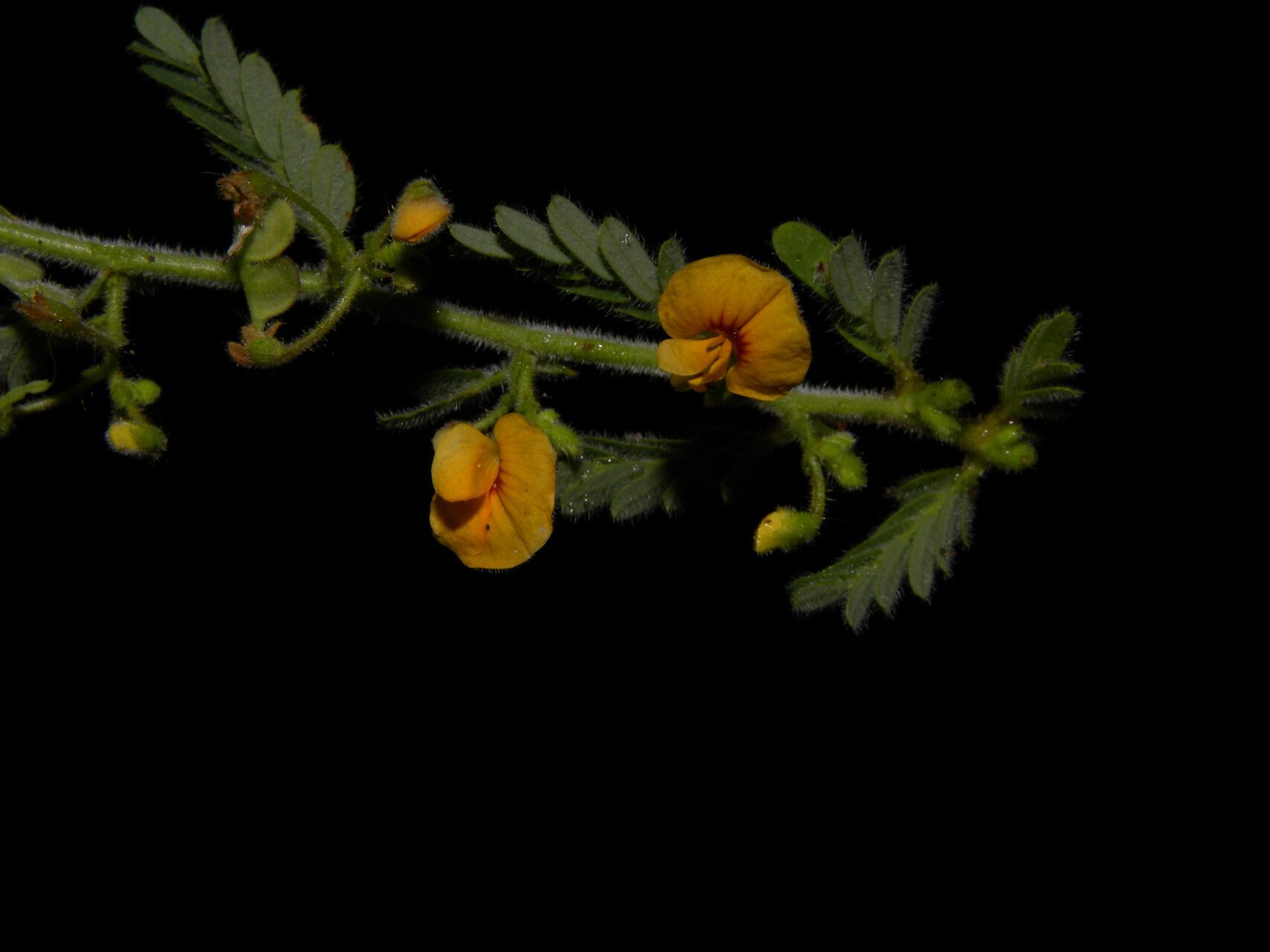 Aeschynomene histrix flower
