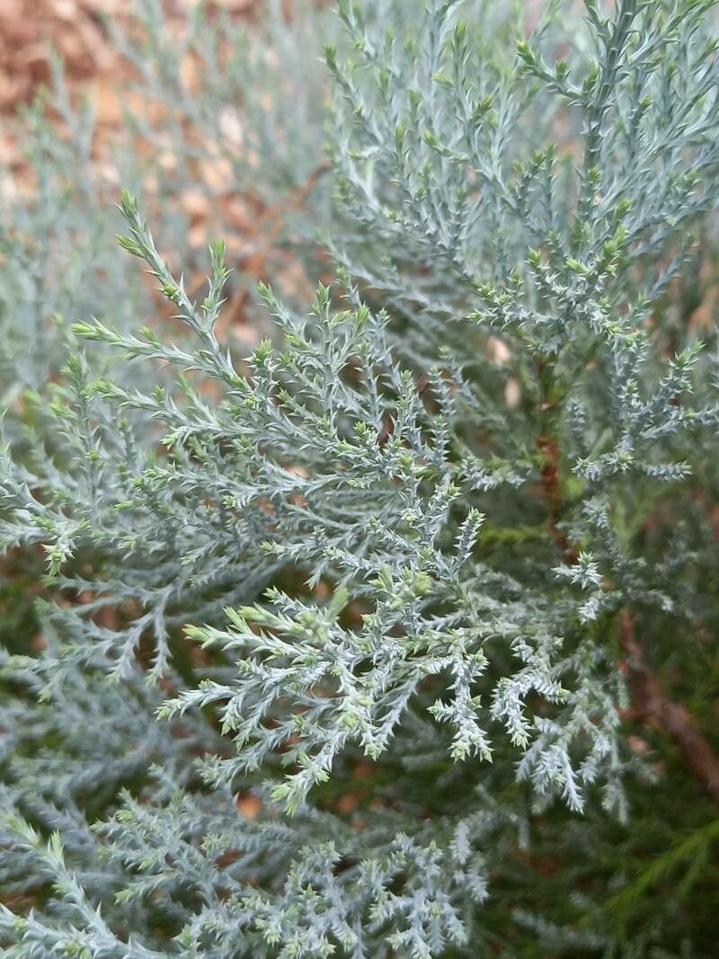 Juniperus deppeana leaf