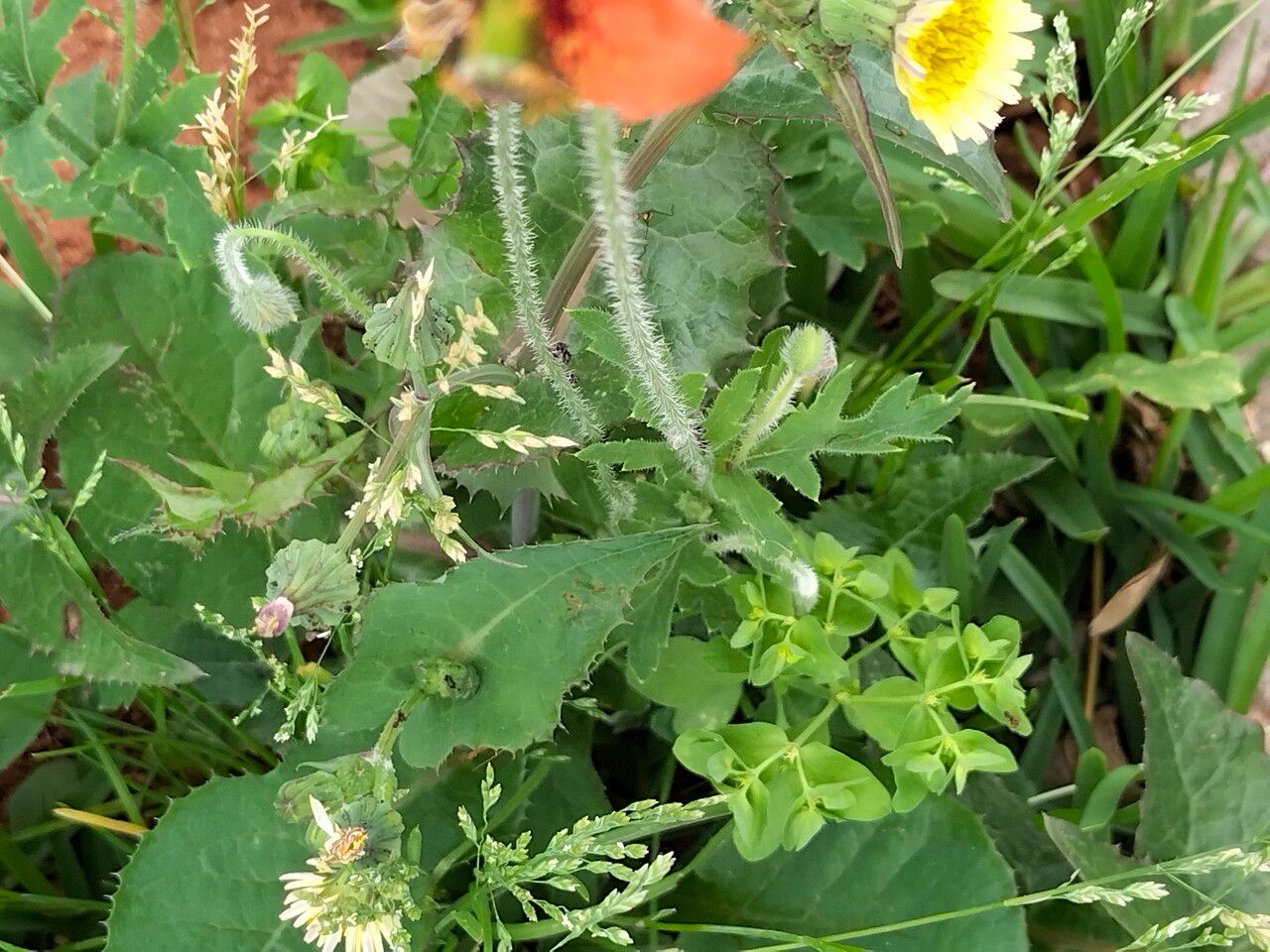 Papaver pinnatifidum bark