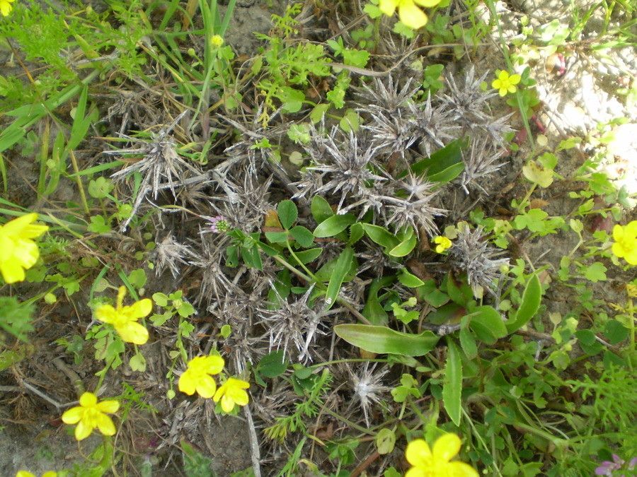 Eryngium pusillum habit