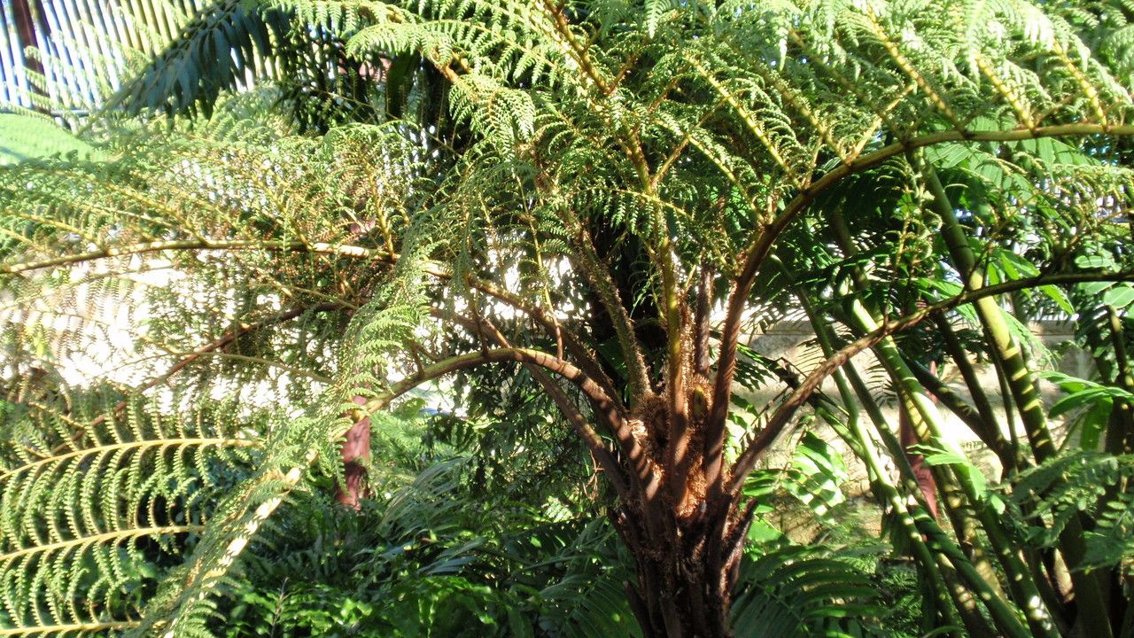 Sphaeropteris tomentosissima — search result for 'Sphaeropteris'