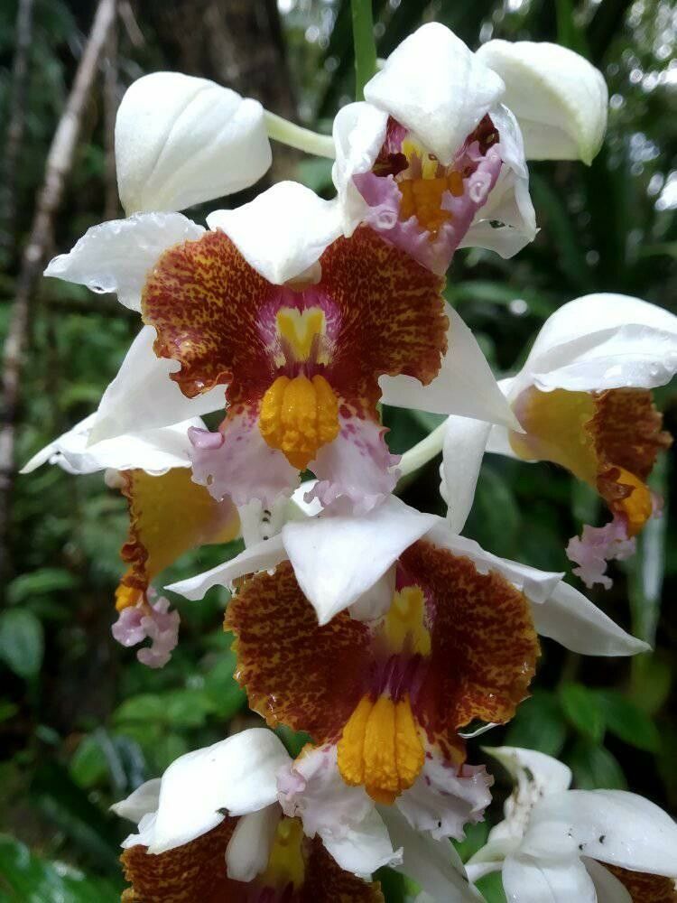 Calanthe tuberculosa flower