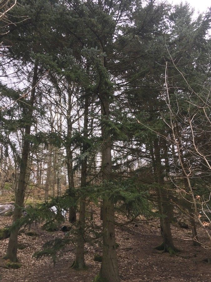 Picea jezoensis habit