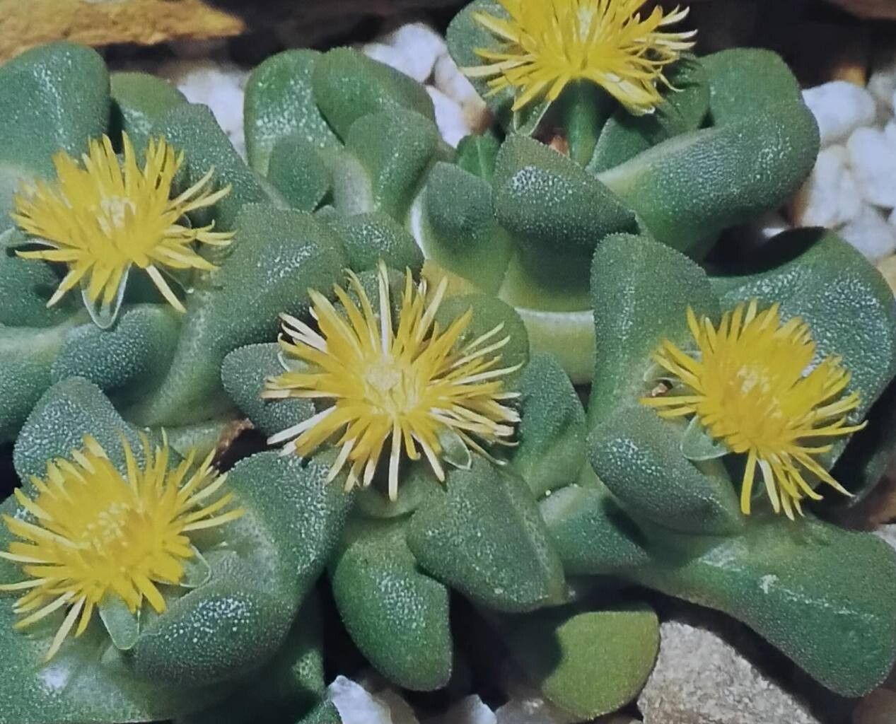 Stomatium suaveolens flower