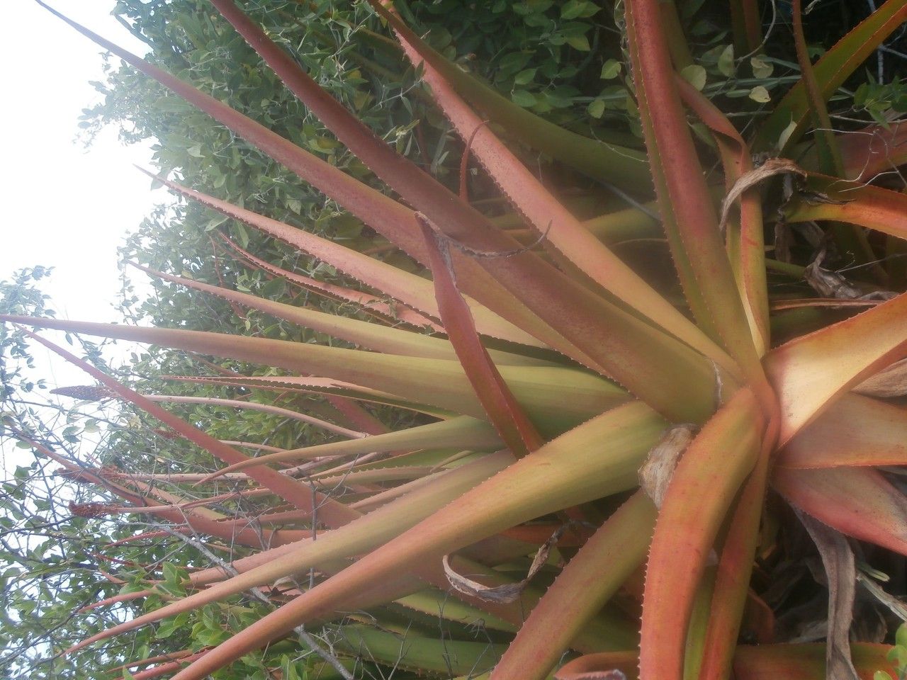 Aloe alexandrei leaf
