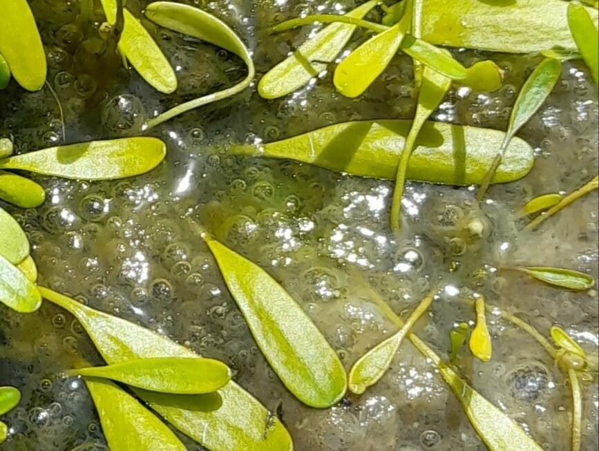 Limosella australis — related species from the same genus