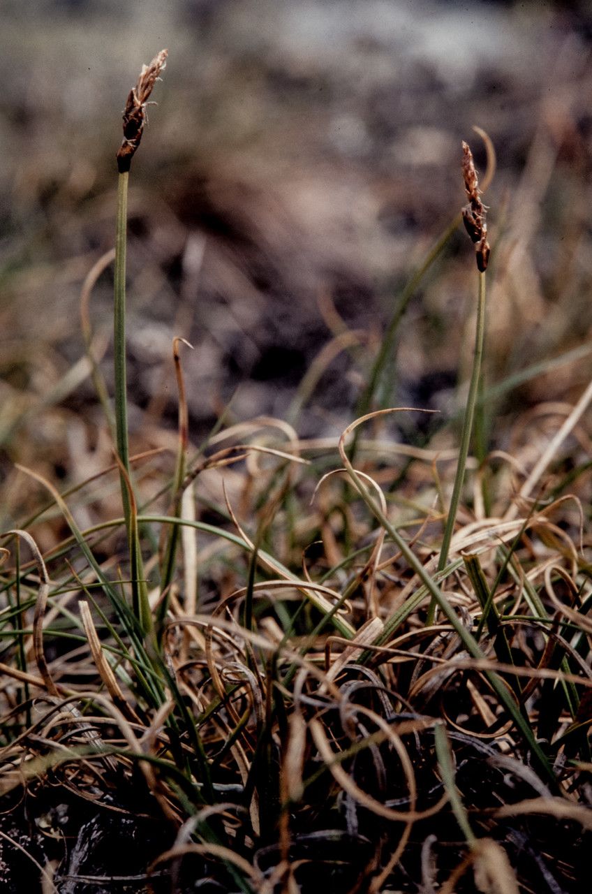 Carex rupestris habit