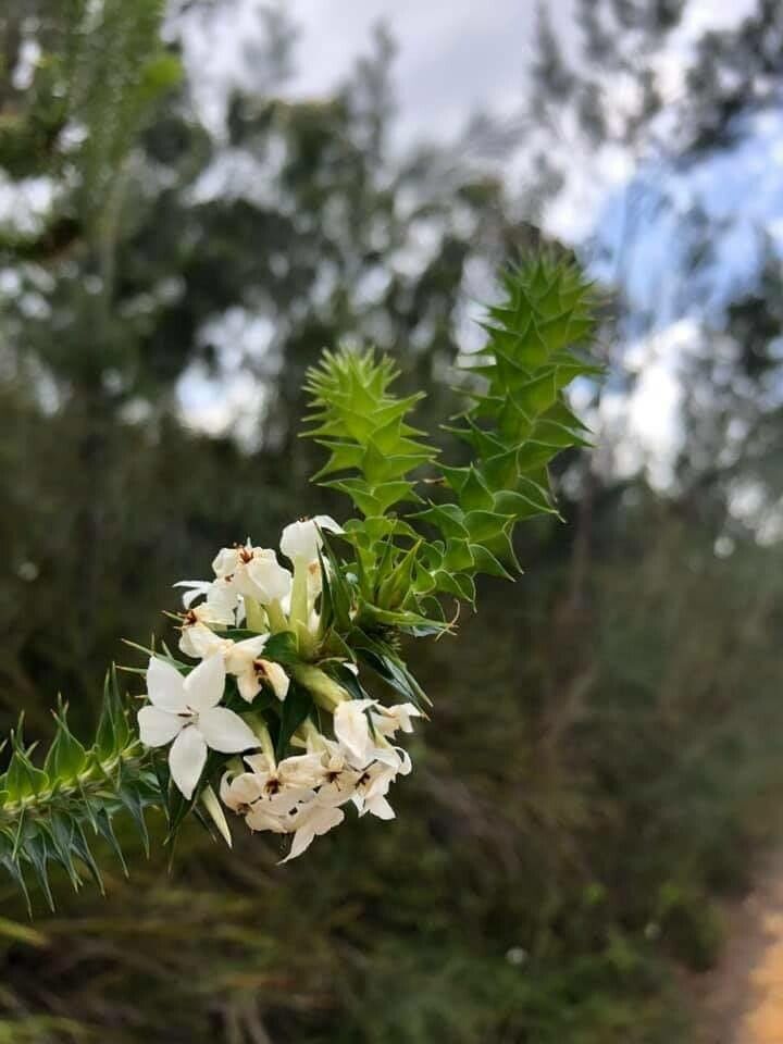 Woollsia pungens flower