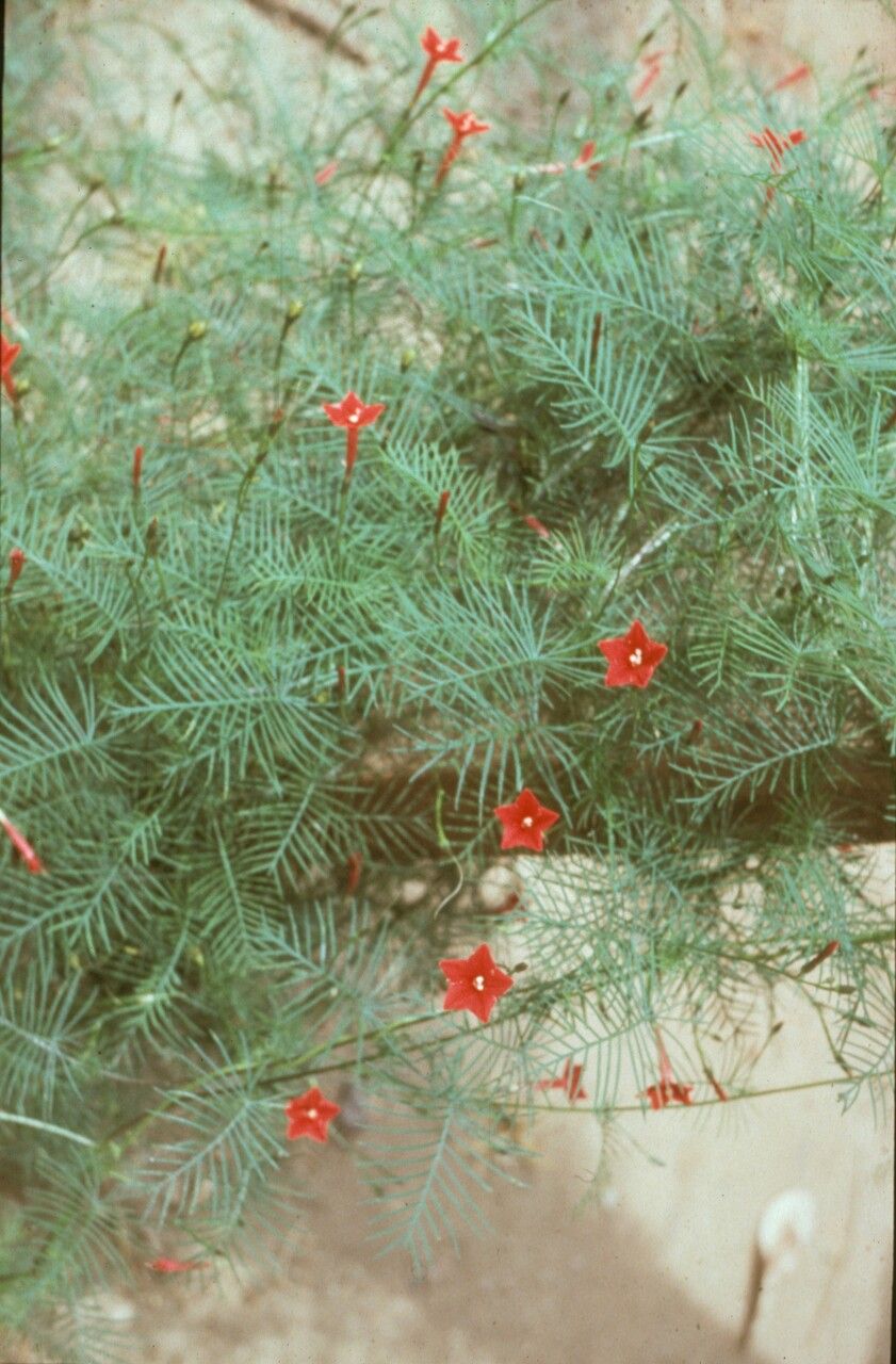 Ipomoea cholulensis — search result for 'Ipomoea'