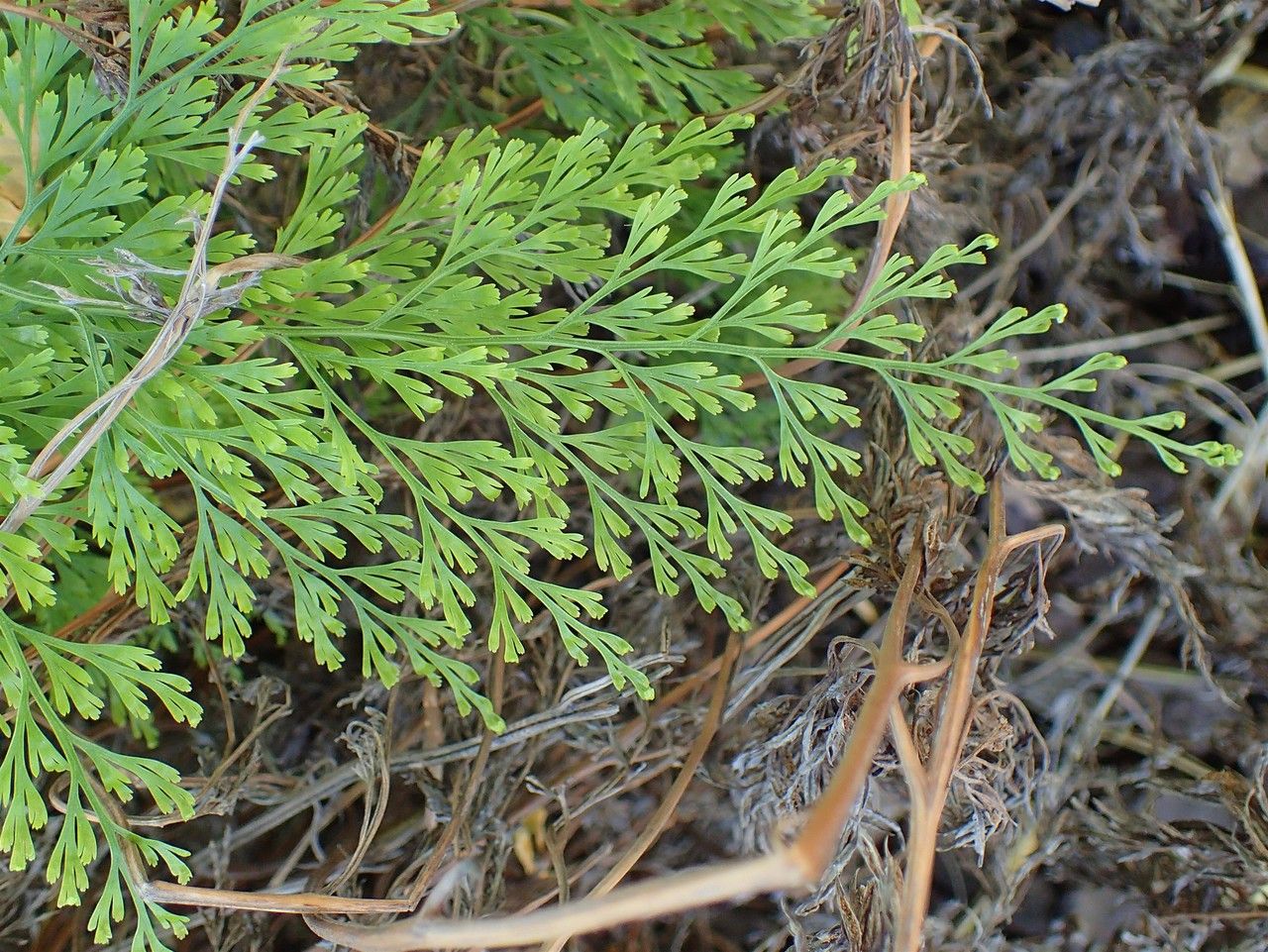 Onychium japonicum habit