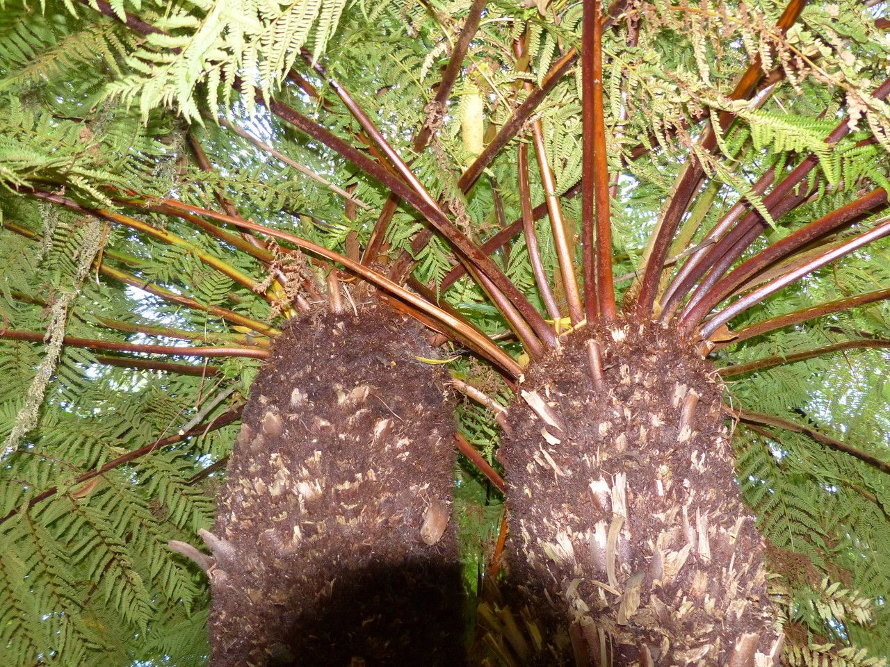 Cyathea dregei bark