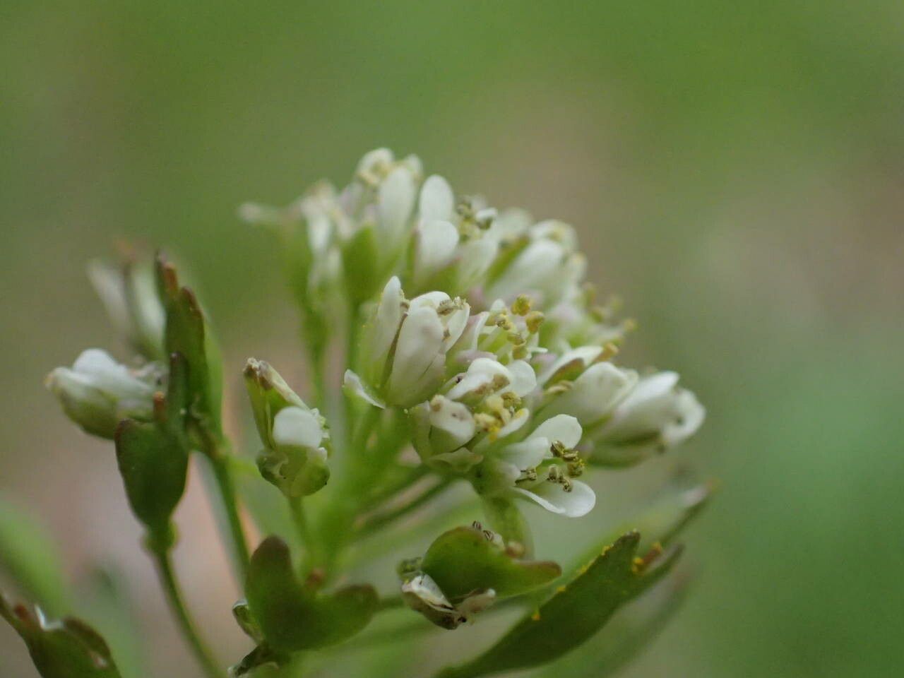 Noccaea brachypetala flower