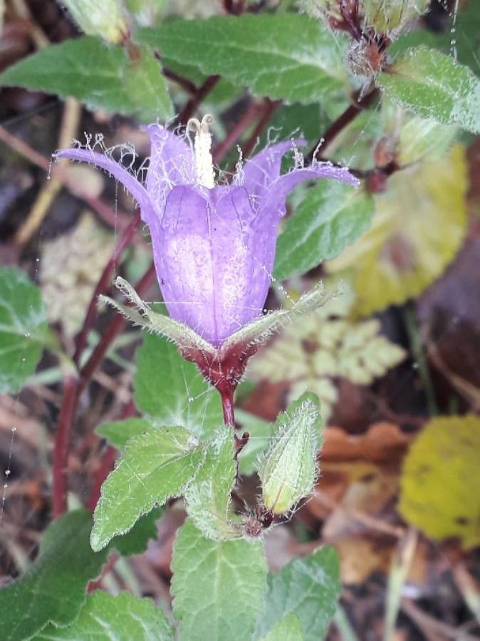 Campanula trachelium flower