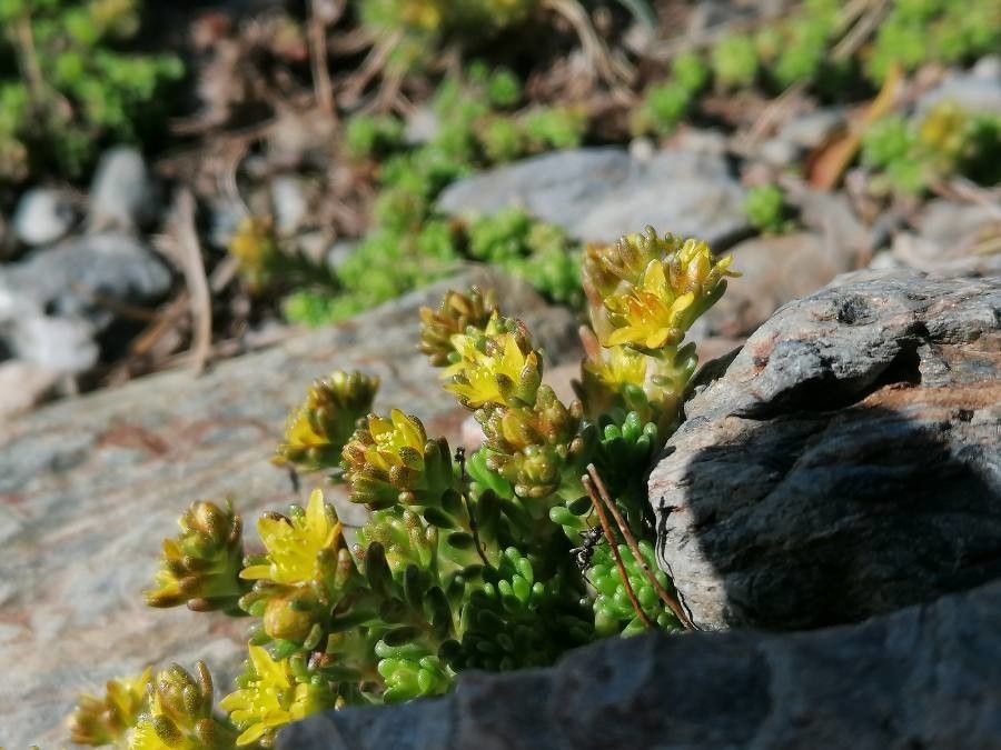 Sedum alpestre flower