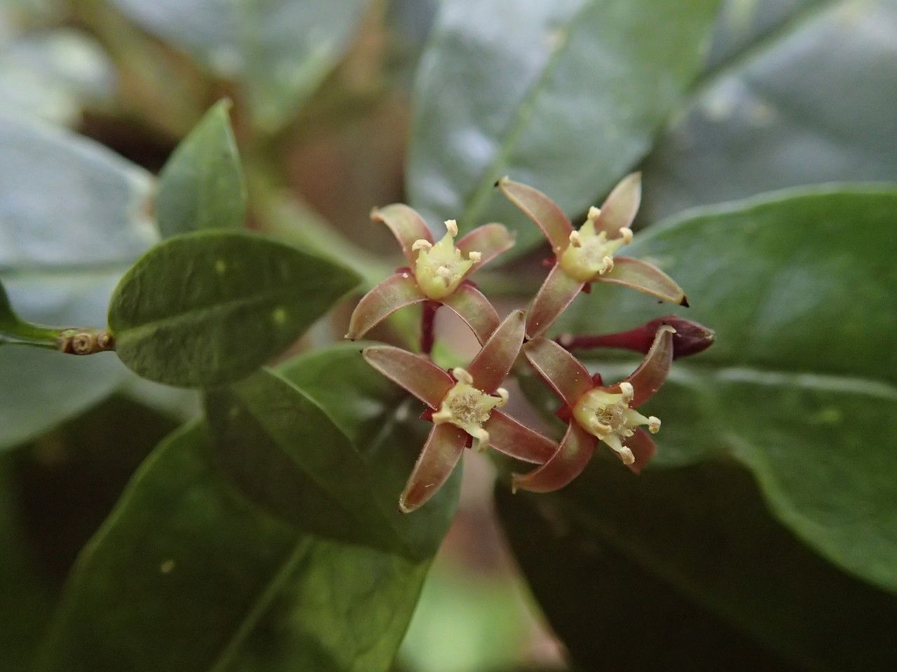 Melicope glaberrima flower